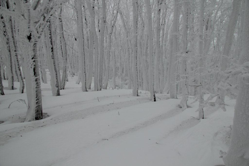 Alberi d''inverno... un invito